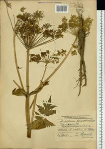 Heracleum dissectum Ledeb., Siberia, Western Siberia (S1) (Russia)