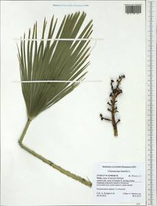 Chamaerops humilis L., Western Europe (EUR) (Italy)