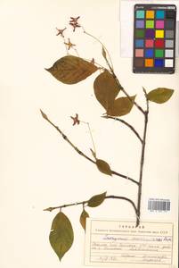 Euonymus macropterus Rupr., Siberia, Russian Far East (S6) (Russia)
