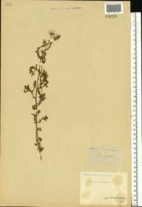 Senecio viscosus L., Eastern Europe, Lower Volga region (E9) (Russia)