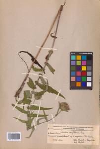 Cirsium vlassovianum Fisch. ex DC., Siberia, Russian Far East (S6) (Russia)