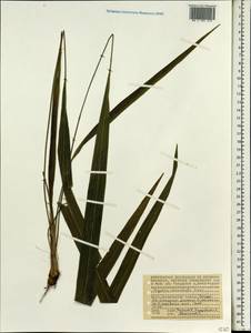 Hypoxidia rhizophylla (Baker) F.Friedmann, Africa (AFR) (Seychelles)