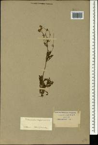 Ranunculus oxyspermus Willd., Caucasus, Krasnodar Krai & Adygea (K1a) (Russia)