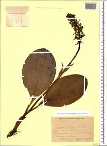 Platanthera chlorantha (Custer) Rchb., Caucasus, Krasnodar Krai & Adygea (K1a) (Russia)