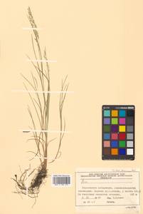 Poa, Siberia, Russian Far East (S6) (Russia)