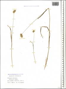 Cynosurus echinatus L., Caucasus, Stavropol Krai, Karachay-Cherkessia & Kabardino-Balkaria (K1b) (Russia)