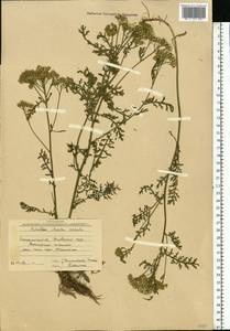 Achillea distans subsp. stricta (Schleich. ex Gremli) Janch., Eastern Europe, West Ukrainian region (E13) (Ukraine)
