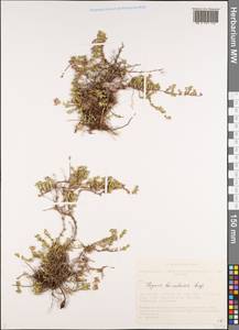 Thymus baicalensis Serg., Siberia, Altai & Sayany Mountains (S2) (Russia)