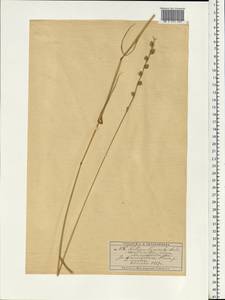 Lolium remotum Schrank, Eastern Europe, Moscow region (E4a) (Russia)