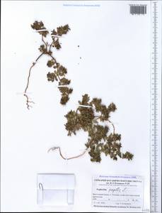 Euphorbia peplis L., Crimea (KRYM) (Russia)