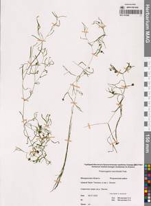 Potamogeton berchtoldii Fieber, Siberia, Chukotka & Kamchatka (S7) (Russia)
