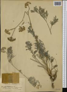 Seseli polyphyllum Ten., Western Europe (EUR) (Italy)