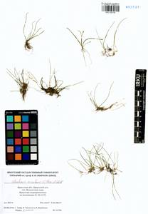 Eleocharis acicularis (L.) Roem. & Schult., Siberia, Baikal & Transbaikal region (S4) (Russia)