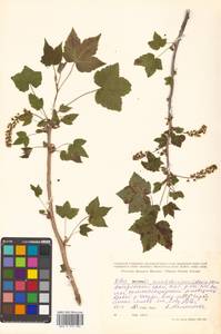 Ribes mandshuricum (Maxim.) Kom., Siberia, Russian Far East (S6) (Russia)