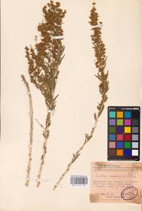 Krascheninnikovia ceratoides (L.) Gueldenst., Eastern Europe, Eastern region (E10) (Russia)