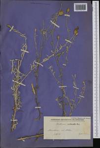 Centaurea cuneifolia subsp. pallida (Friv.) Hayek, Western Europe (EUR) (North Macedonia)