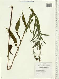 Centaurea jacea subsp. substituta (Czerep.) Mikheev, Eastern Europe, Middle Volga region (E8) (Russia)