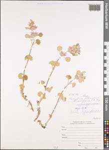 Marrubium plumosum C.A.Mey., Caucasus, North Ossetia, Ingushetia & Chechnya (K1c) (Russia)