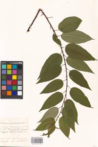 Prunus pensylvanica L. fil., Eastern Europe, Moscow region (E4a) (Russia)