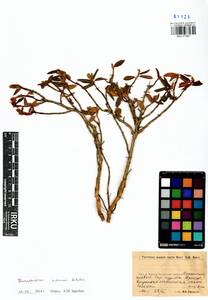 Rhododendron adamsii Rehder, Siberia, Baikal & Transbaikal region (S4) (Russia)
