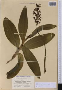 Orchis purpurea subsp. caucasica (Regel) B.Baumann, H.Baumann, R.Lorenz & Ruedi Peter, Caucasus, Black Sea Shore (from Novorossiysk to Adler) (K3) (Russia)