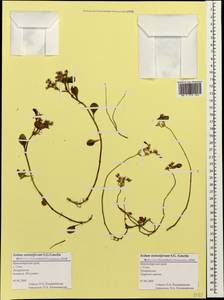 Phedimus stolonifer (S. G. Gmel.) 't Hart, Caucasus, Black Sea Shore (from Novorossiysk to Adler) (K3) (Russia)