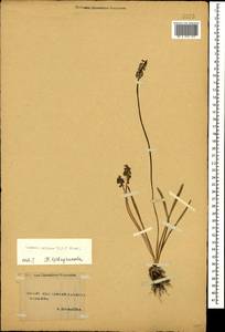 Muscari pallens (M.Bieb.) Fisch., Caucasus, Stavropol Krai, Karachay-Cherkessia & Kabardino-Balkaria (K1b) (Russia)