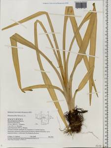 Hemerocallis fulva (L.) L., Eastern Europe, Central region (E4) (Russia)