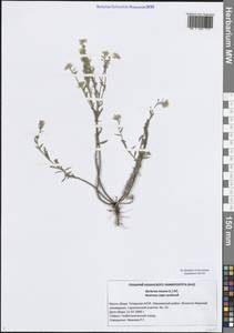 Berteroa incana (L.) DC., Eastern Europe, Middle Volga region (E8) (Russia)