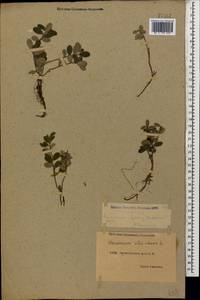 Vaccinium vitis-idaea L., Caucasus, Dagestan (K2) (Russia)