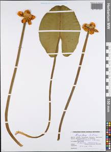 Nuphar lutea (L.) Sm., Eastern Europe, Belarus (E3a) (Belarus)