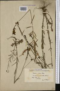 Linaria rubioides subsp. rubioides, Western Europe (EUR) (Serbia)