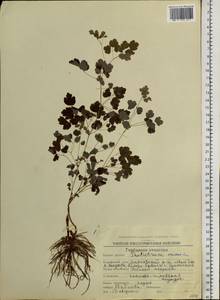 Thalictrum sparsiflorum Turcz. ex Fisch. & C. A. Mey., Siberia, Chukotka & Kamchatka (S7) (Russia)