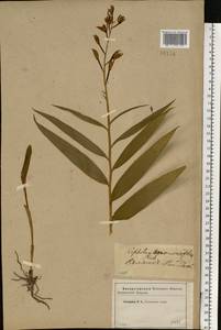 Cephalanthera longifolia (L.) Fritsch, Eastern Europe, Western region (E3) (Russia)