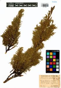 Juniperus pseudosabina Fisch. & C.A.Mey., Siberia, Baikal & Transbaikal region (S4) (Russia)