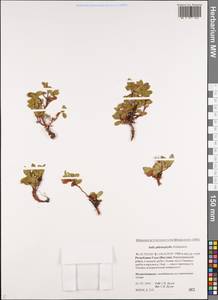 Salix phlebophylla Anderss., Siberia, Yakutia (S5) (Russia)