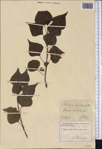 Triadica sebifera (L.) Small, America (AMER) (Not classified)