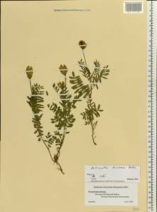 Astragalus danicus Retz., Eastern Europe, Northern region (E1) (Russia)
