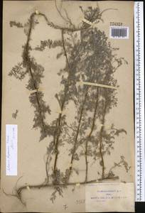 Artemisia ferganensis Krasch. ex Poljakov, Middle Asia, Syr-Darian deserts & Kyzylkum (M7) (Uzbekistan)