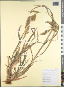 Echinochloa oryzoides (Ard.) Fritsch, Caucasus, Krasnodar Krai & Adygea (K1a) (Russia)