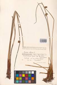 Juncus effusus L., Eastern Europe, West Ukrainian region (E13) (Ukraine)