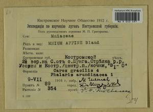 Plagiomnium affine (Blandow ex Funck) T.J. Kop., Bryophytes, Bryophytes - Middle Russia (B6) (Russia)