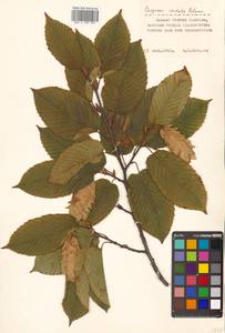 Carpinus cordata Blume, Siberia, Russian Far East (S6) (Russia)