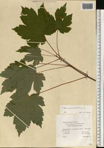 Acer pseudoplatanus L., Eastern Europe, North-Western region (E2) (Russia)