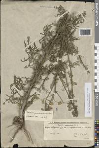 Jacobaea borysthenica (DC.) B.Nord., Eastern Europe, Lower Volga region (E9) (Russia)