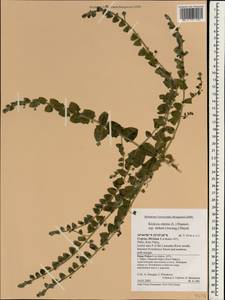 Kickxia elatine subsp. crinita (Mabille) Greuter, South Asia, South Asia (Asia outside ex-Soviet states and Mongolia) (ASIA) (Cyprus)