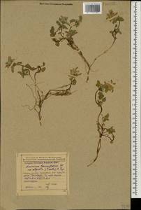 Lamium tomentosum Willd., Caucasus, Azerbaijan (K6) (Azerbaijan)