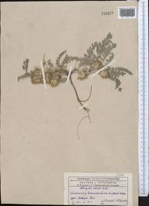 Astragalus roseus Ledeb., Middle Asia, Muyunkumy, Balkhash & Betpak-Dala (M9) (Kazakhstan)
