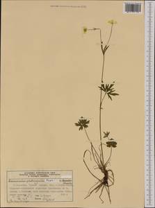 Ranunculus propinquus subsp. glabriusculus (Rupr.) Kuvaev, Western Europe (EUR) (Norway)