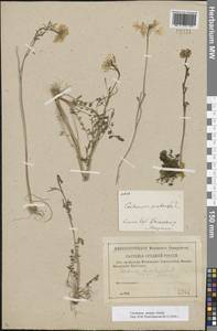 Cardamine pratensis subsp. dentata (Schult.) Čelak., Eastern Europe, North-Western region (E2) (Russia)